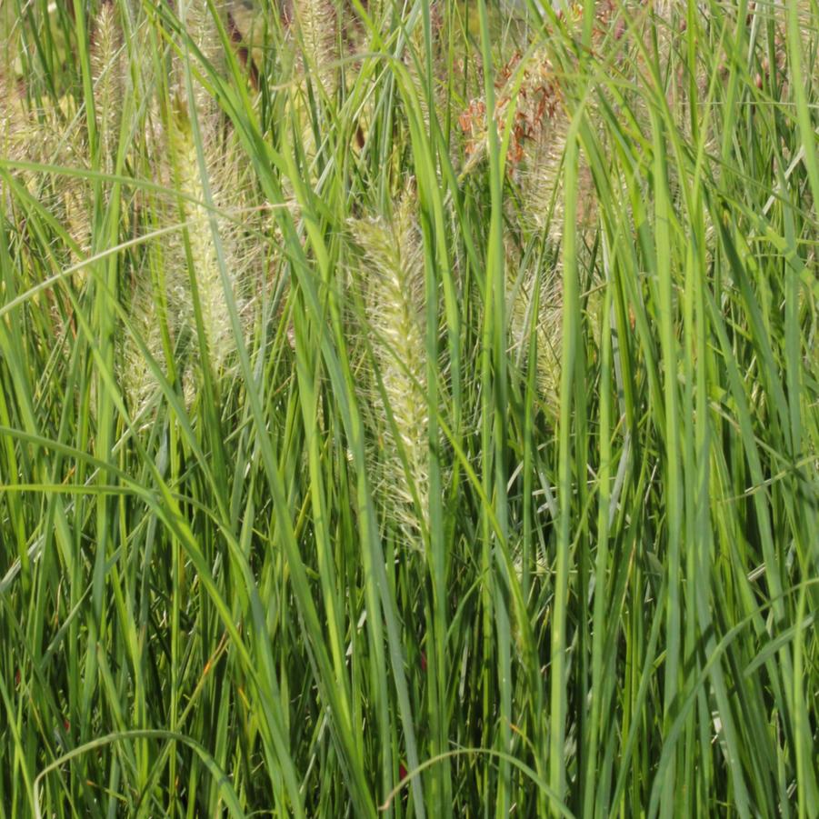 Pennisetum alopecuroides Hameln