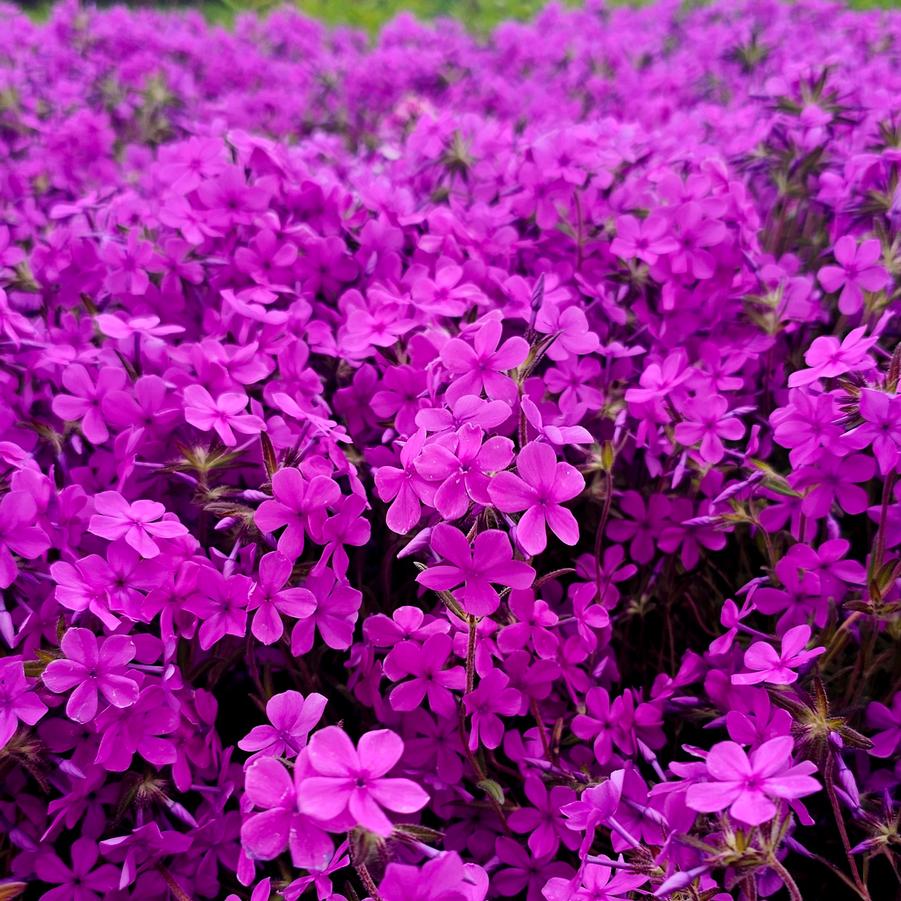 Phlox Candy Cloud™ 'Dark Pink' - Creeping Phlox from Hoffie Nursery