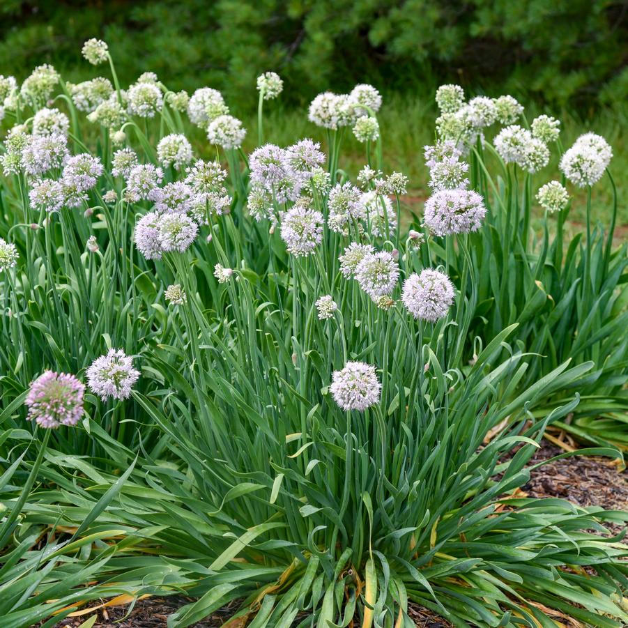Allium 'Bobblehead' - Ornamental Onion from Hoffie Nursery