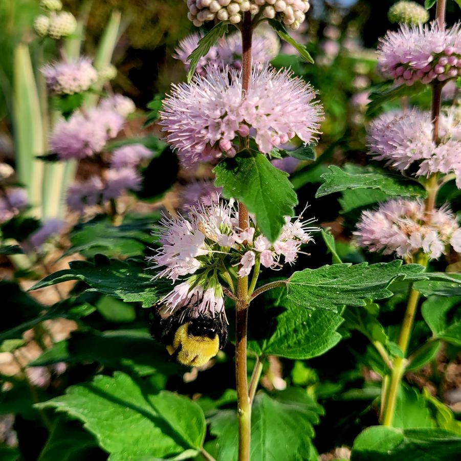 Caryopteris incana 'Pavilion Pink' - Pink Caryopteris from Hoffie Nursery