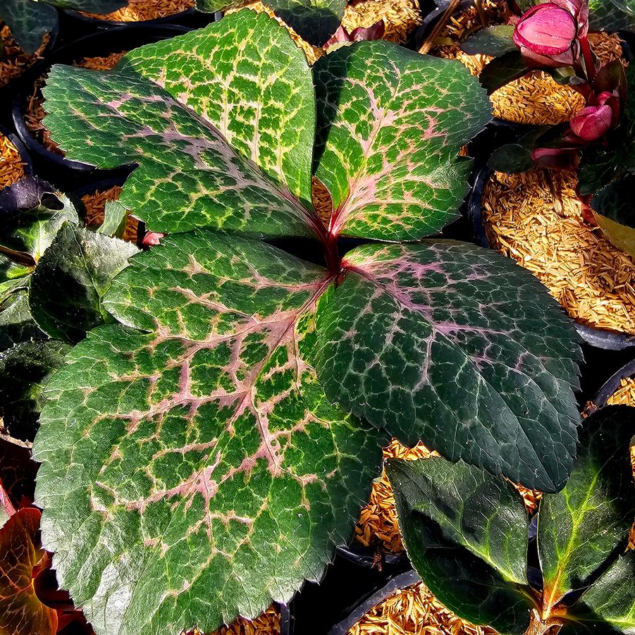 Helleborus Frostkiss® Frostkiss® 'Elemental' - Lenten Rose from Hoffie Nursery