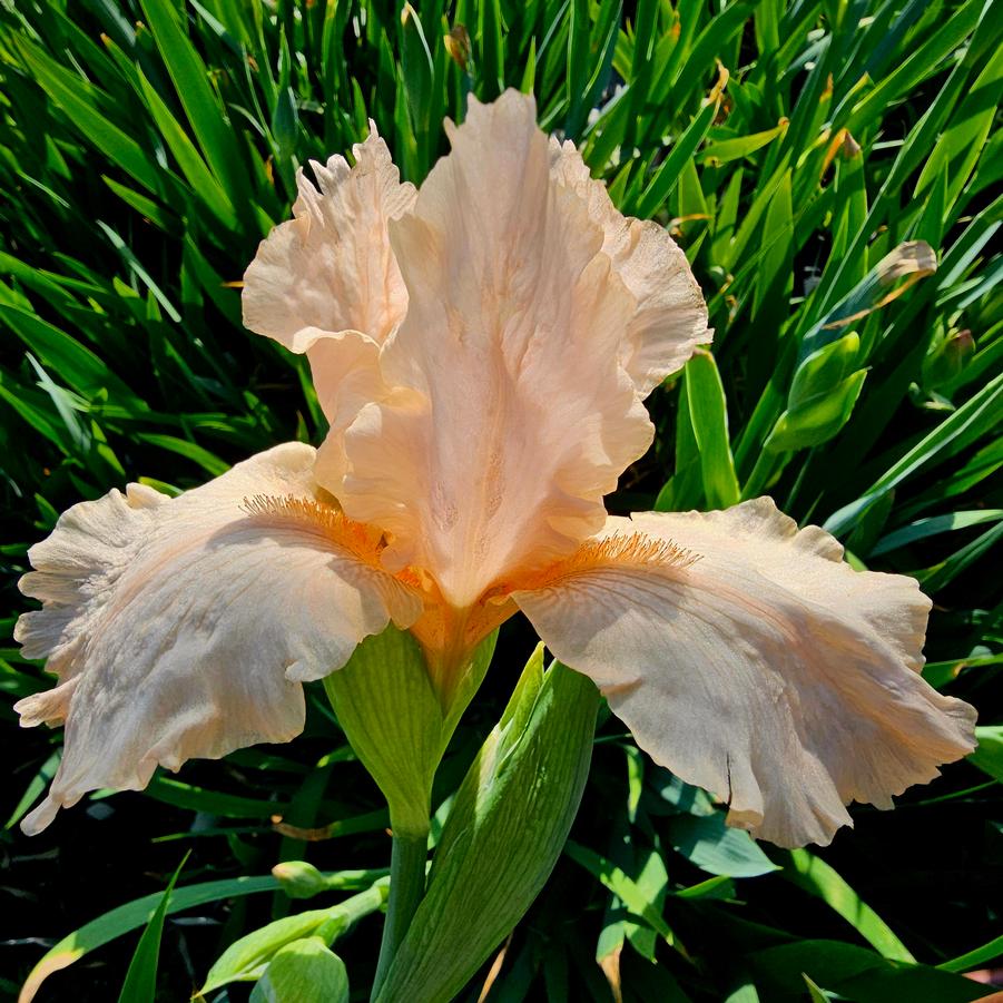 Iris 'Peggy Sue' - Tall Bearded Iris from Hoffie Nursery