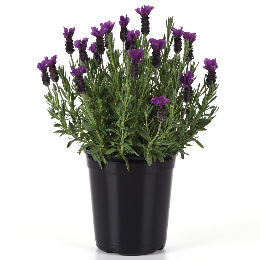 Lavandula stoechas 'Purple Medley' - Spanish Lavender from Hoffie Nursery