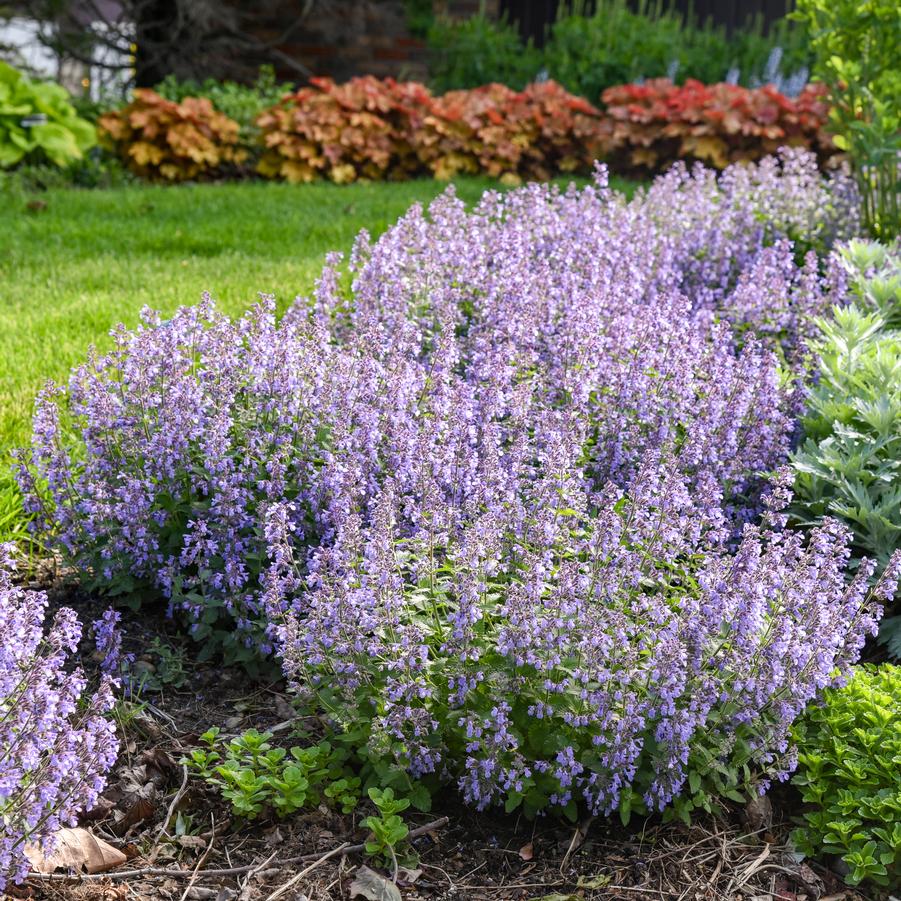 Nepeta 'Picture Purrfect' - Catmint from Hoffie Nursery
