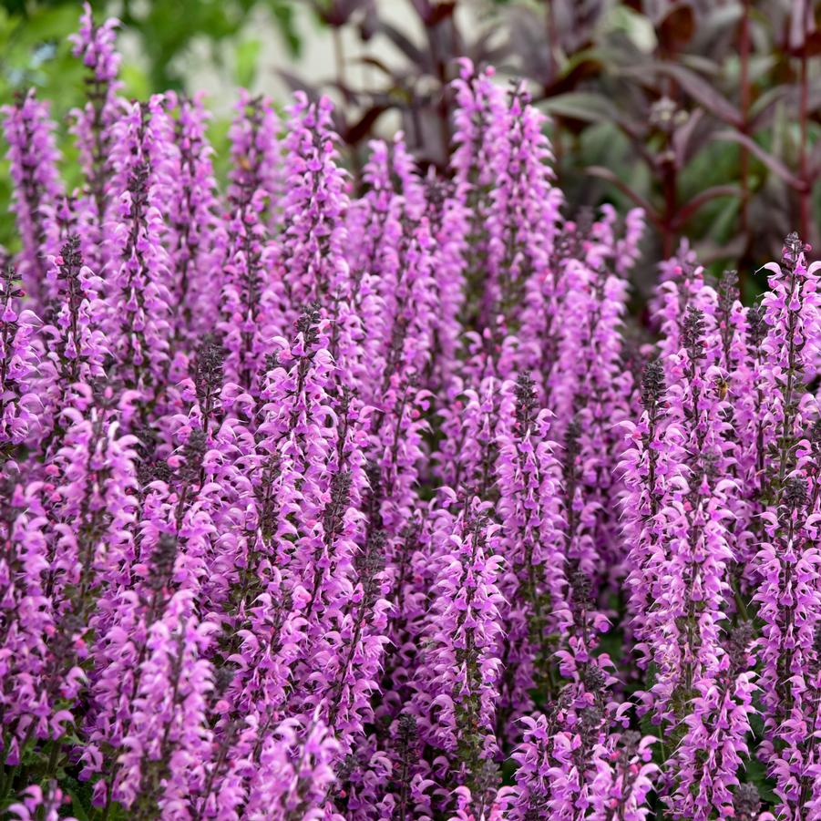 Salvia Color Spires 'Back to the Fuchsia' - Hybrid Sage from Hoffie Nursery