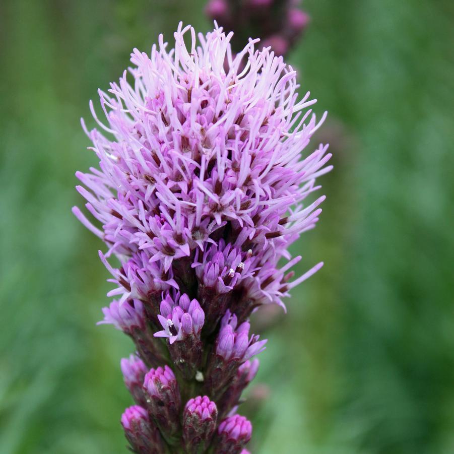 Liatris spicata 'Kobold' - Spiked Gayfeather, Blazing Star from Hoffie Nursery