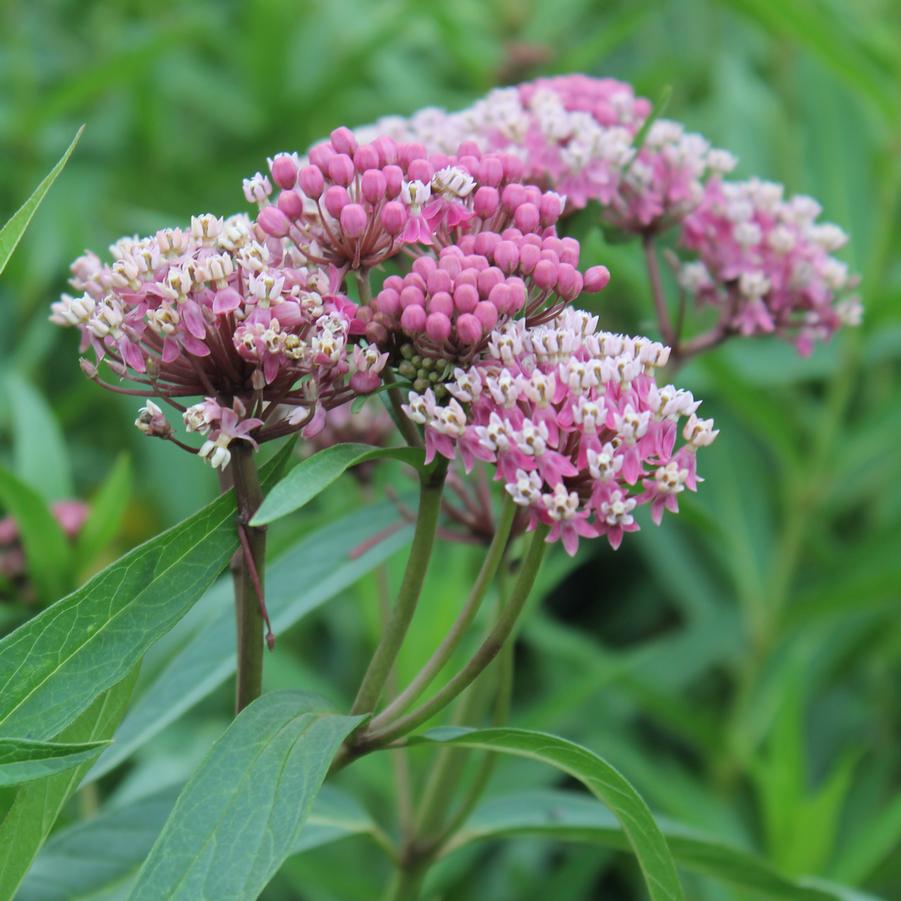 Asclepias incarnata 'Cinderella' - Swamp Milkweed from Hoffie Nursery