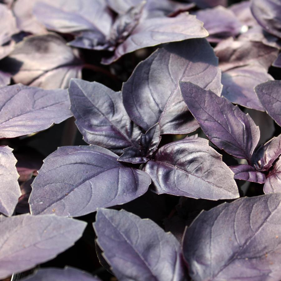 Basil 'Red Rubin' - Red Rubin Basil/Ocimum basilicum (Annual) from Hoffie Nursery