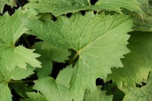 Ligularia stenocephala The Rocket