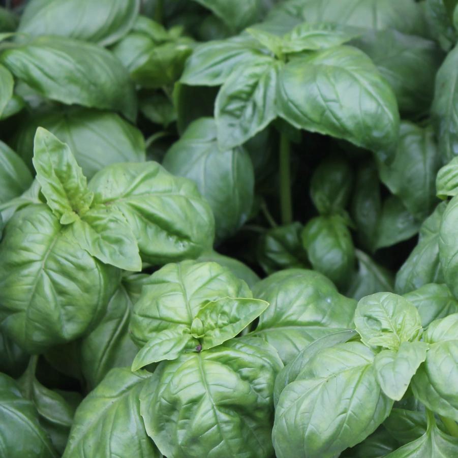 Basil 'Sweet' - Sweet Basil (Genovese) /Ocimum basilicum (Annual) from Hoffie Nursery