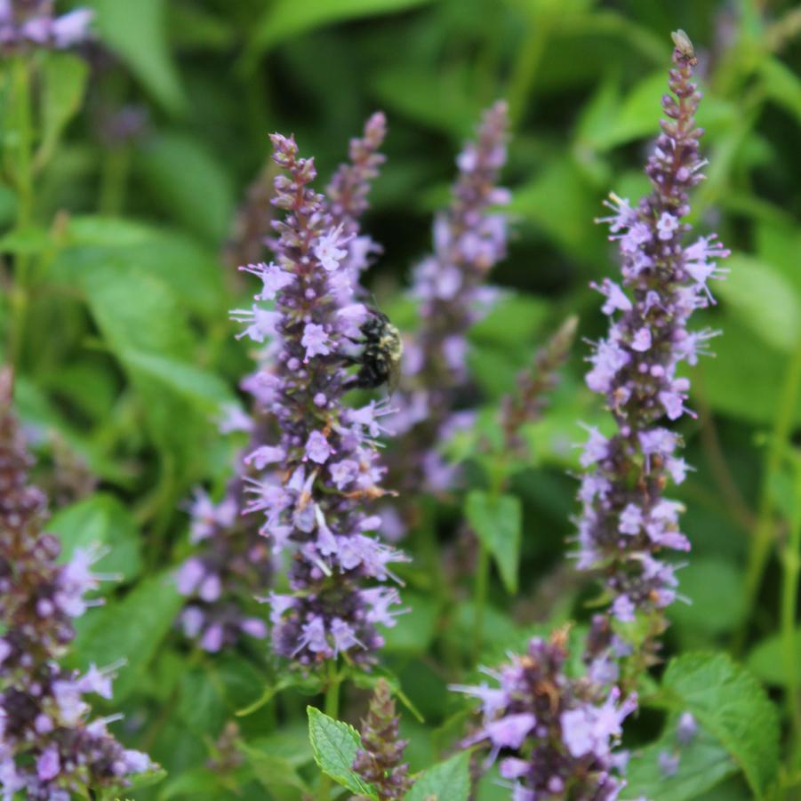 Agastache rugosa 'Little Adder' - Anise Hyssop from Hoffie Nursery