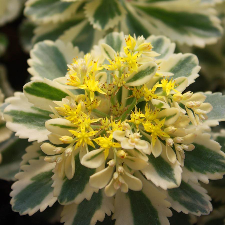 Sedum takesimense 'Atlantis' - Stonecrop from Hoffie Nursery