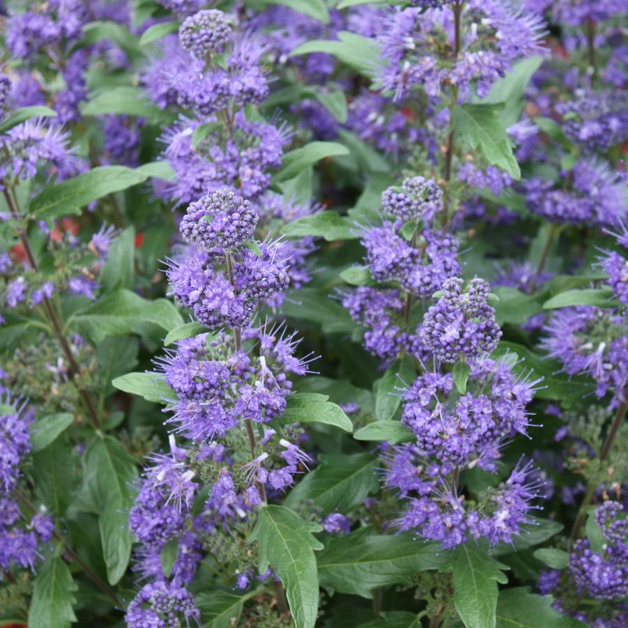 Caryopteris clandonensis 'Inoveris Grand Bleu�' - Bluemist Shrub from Hoffie Nursery