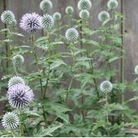 Echinops ritro - Globe Thistle from Hoffie Nursery