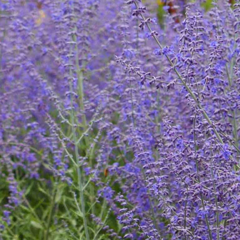 Perovskia atriplicifolia - Russian Sage from Hoffie Nursery