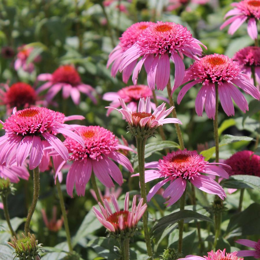 Echinacea purpurea 'Pink Double Delight' - Double Coneflower from Hoffie Nursery