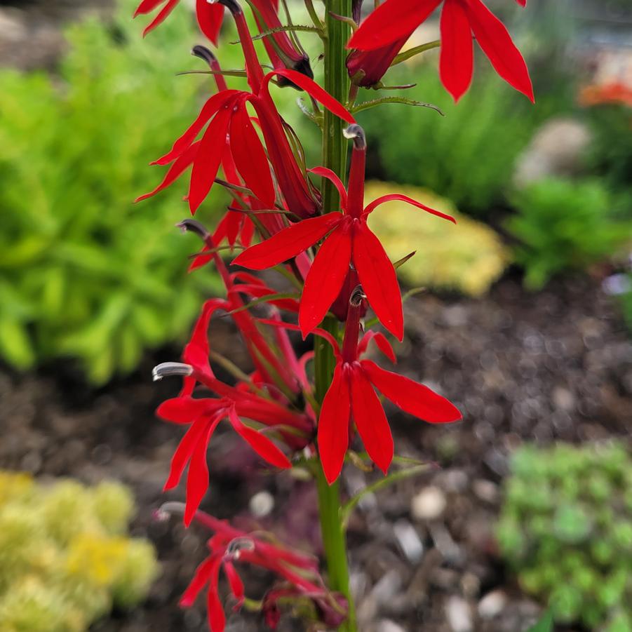 Lobelia cardinalis - Cardinal Flower from Hoffie Nursery