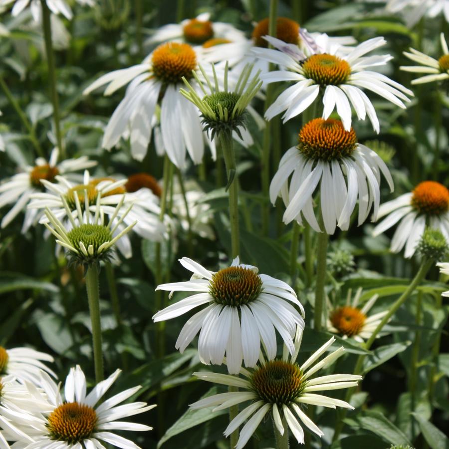 Echinacea purpurea White Swan