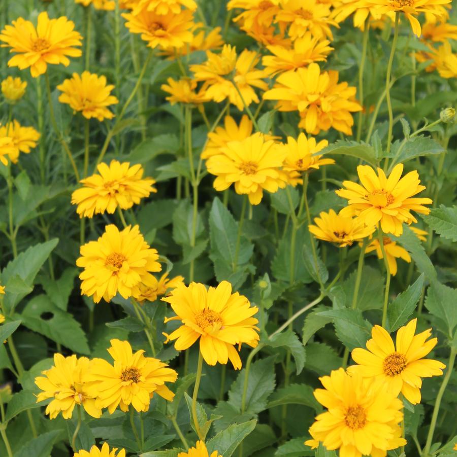 Heliopsis helianthoides Summer Sun