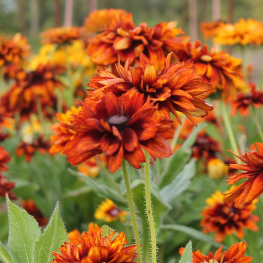 Rudbeckia 'Cherokee Sunset' - Fall Black-Eyed Susan from Hoffie Nursery