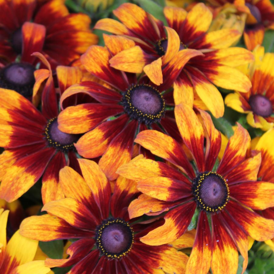 Rudbeckia 'Chocolate Orange' - Fall Black-Eyed Susan from Hoffie Nursery