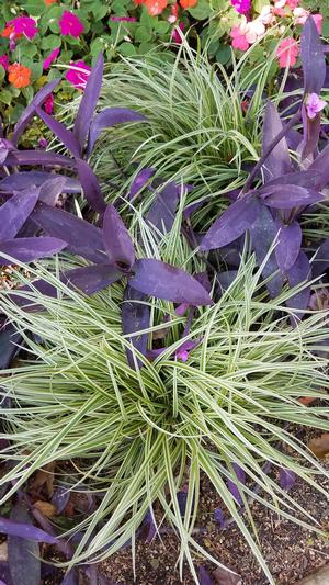 Carex 'Silver Sceptre' - Silver Sceptre Sedge from Hoffie Nursery