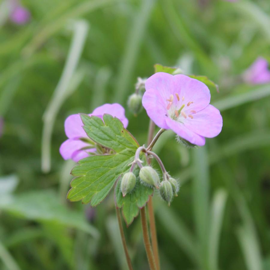 Geranium maculatum - Wild Geranium from Hoffie Nursery