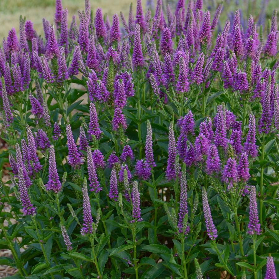 Veronica 'Very Van Gogh' - Spike Speedwell from Hoffie Nursery