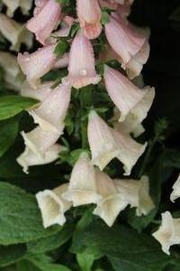 Digitalis purpurea 'Dalmatian Peach' - Foxglove from Hoffie Nursery