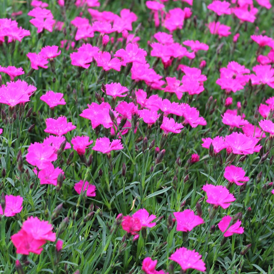 Dianthus Kahori® BEAUTIES - Cottage Pink from Hoffie Nursery