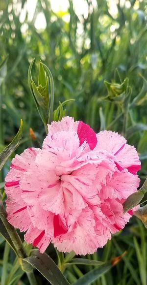 Dianthus Devon Cottage™ Pinball Wizard - Cottage Pinks from Hoffie Nursery