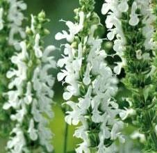 Salvia nemorosa 'Lyrical White' - Meadow Sage from Hoffie Nursery