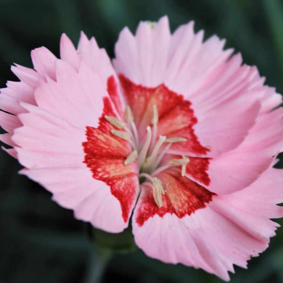 Dianthus American Pie™ 'Georgia Peach Pie' - American Pie Pinks from Hoffie Nursery