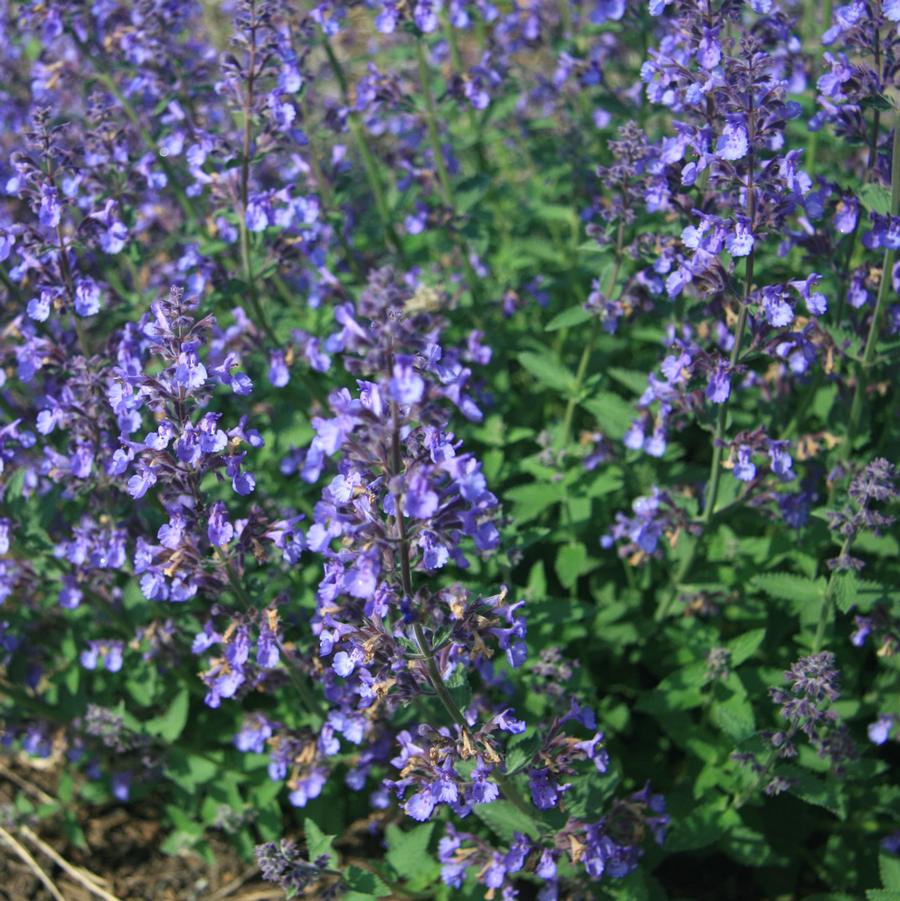 Nepeta 'Junior Walker' - Catmint from Hoffie Nursery