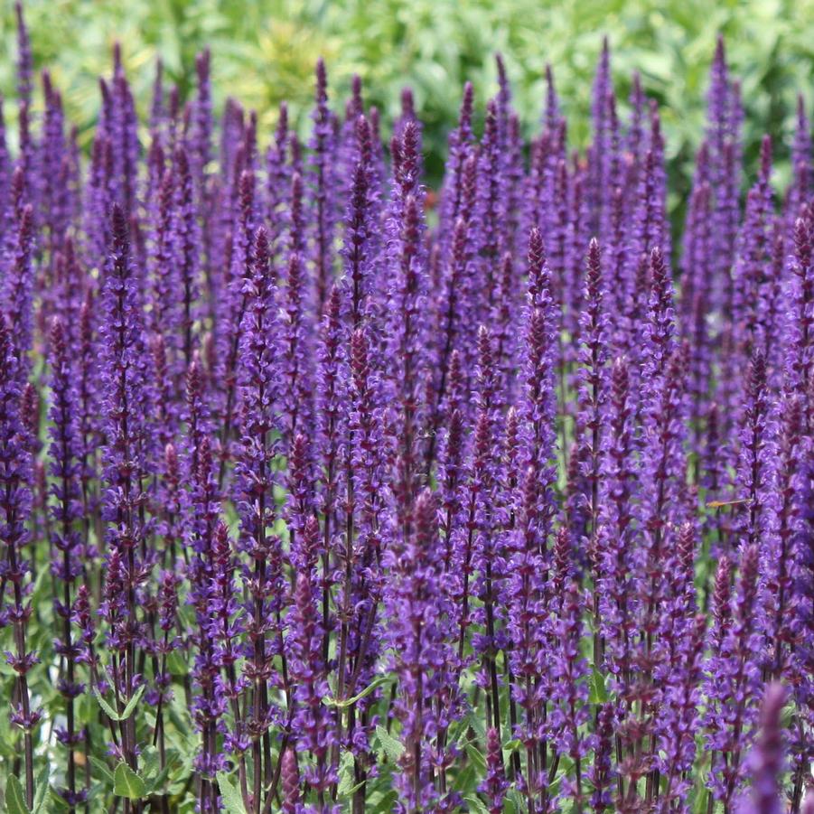 Salvia nemorosa 'Caradonna' - Hybrid Sage from Hoffie Nursery