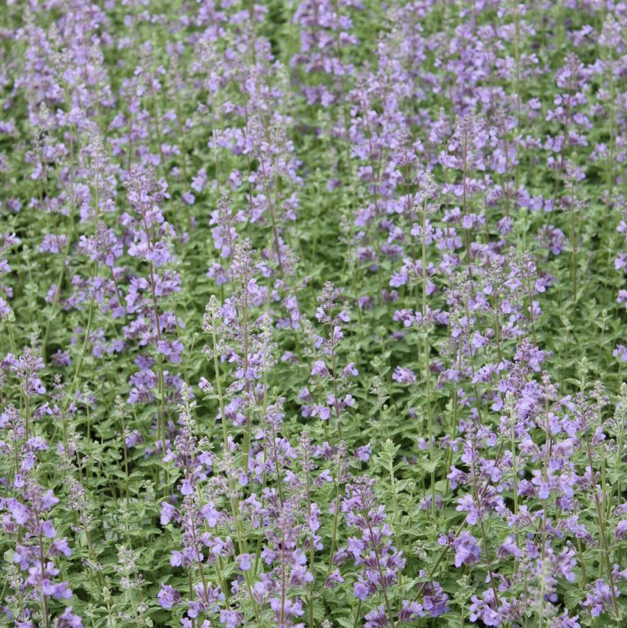 Nepeta faassenii 'Walker's Low' - Catmint from Hoffie Nursery