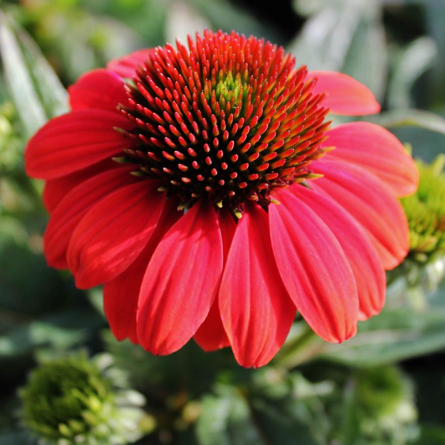 Echinacea Sombrero Poco™ 'Hot Coral' - Coneflower from Hoffie Nursery