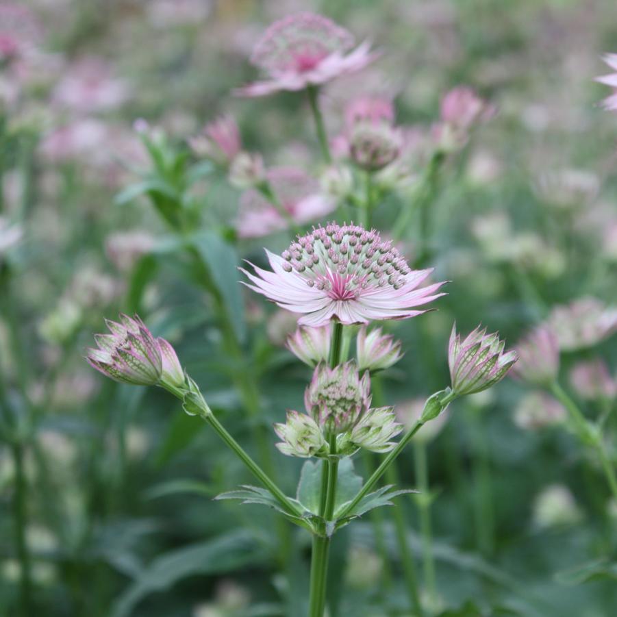 Astrantia major 'Roma' - Masterwort from Hoffie Nursery