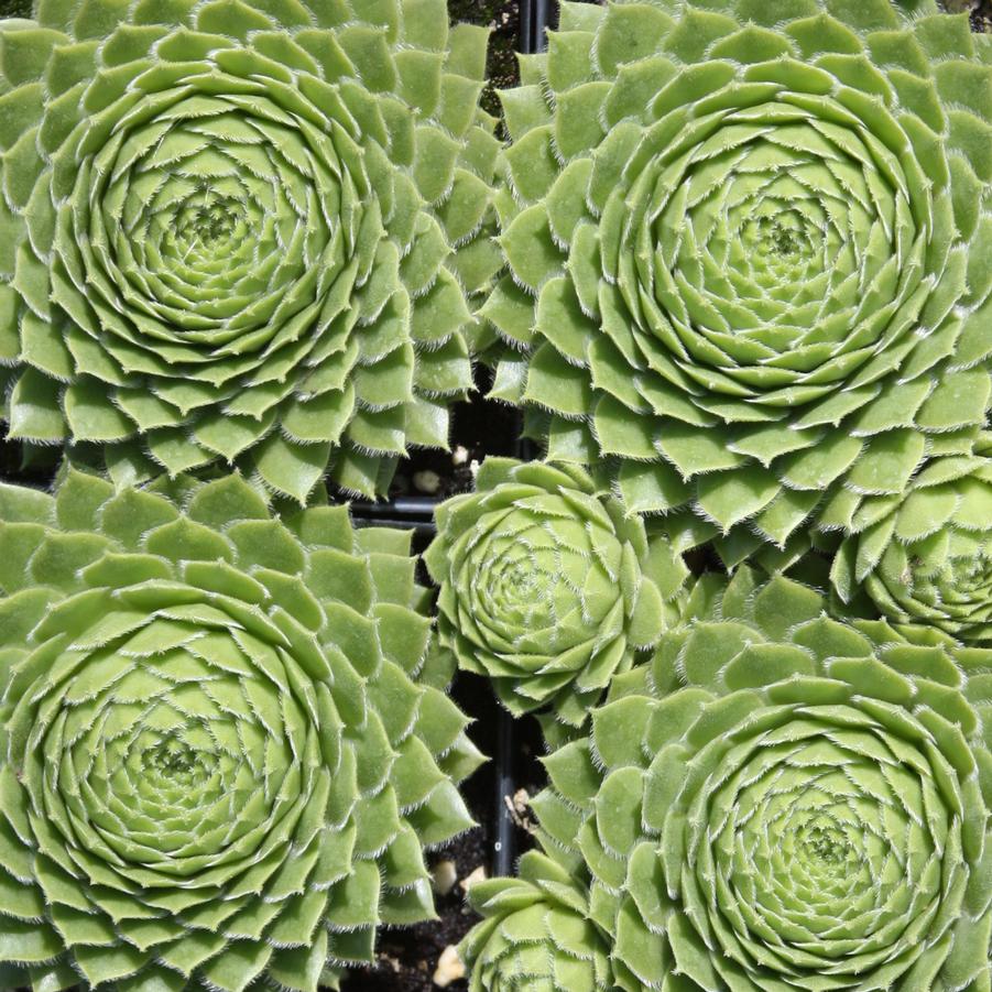 Sempervivum braunii - Hen and Chicks from Hoffie Nursery