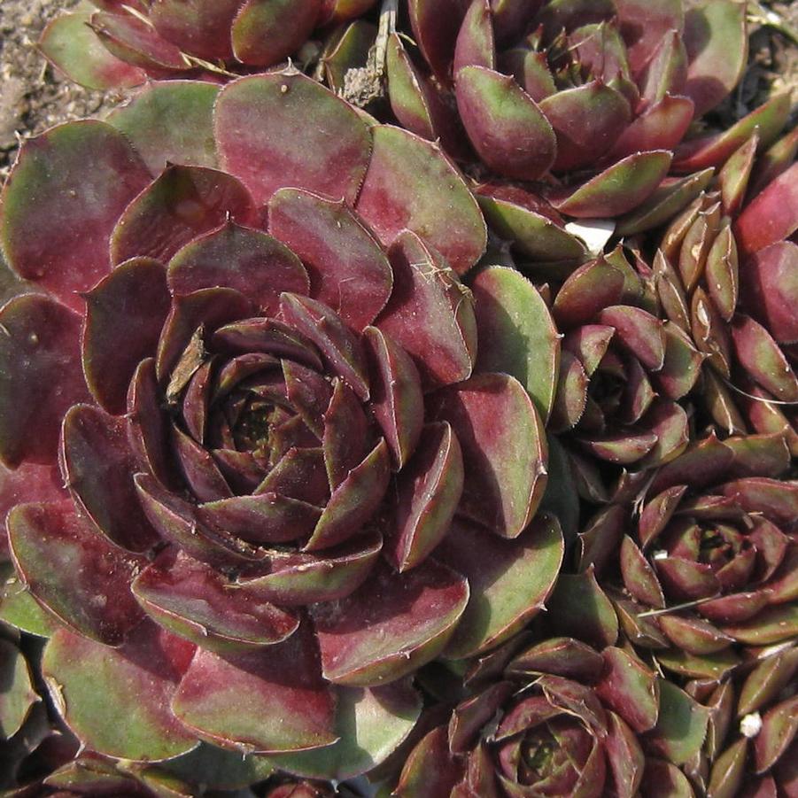 Sempervivum cistaceum 'Commander Hay' - Hens and Chicks from Hoffie Nursery