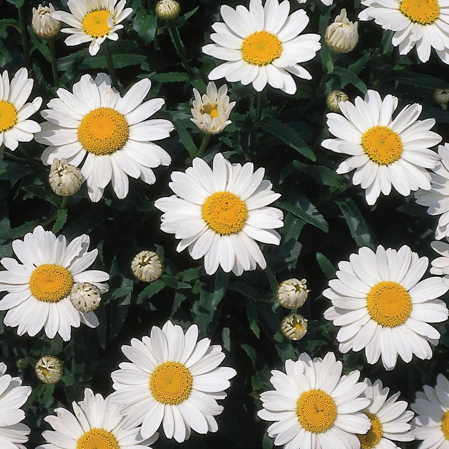 Leucanthemum superbum 'Snowcap' - Shasta Daisy from Hoffie Nursery