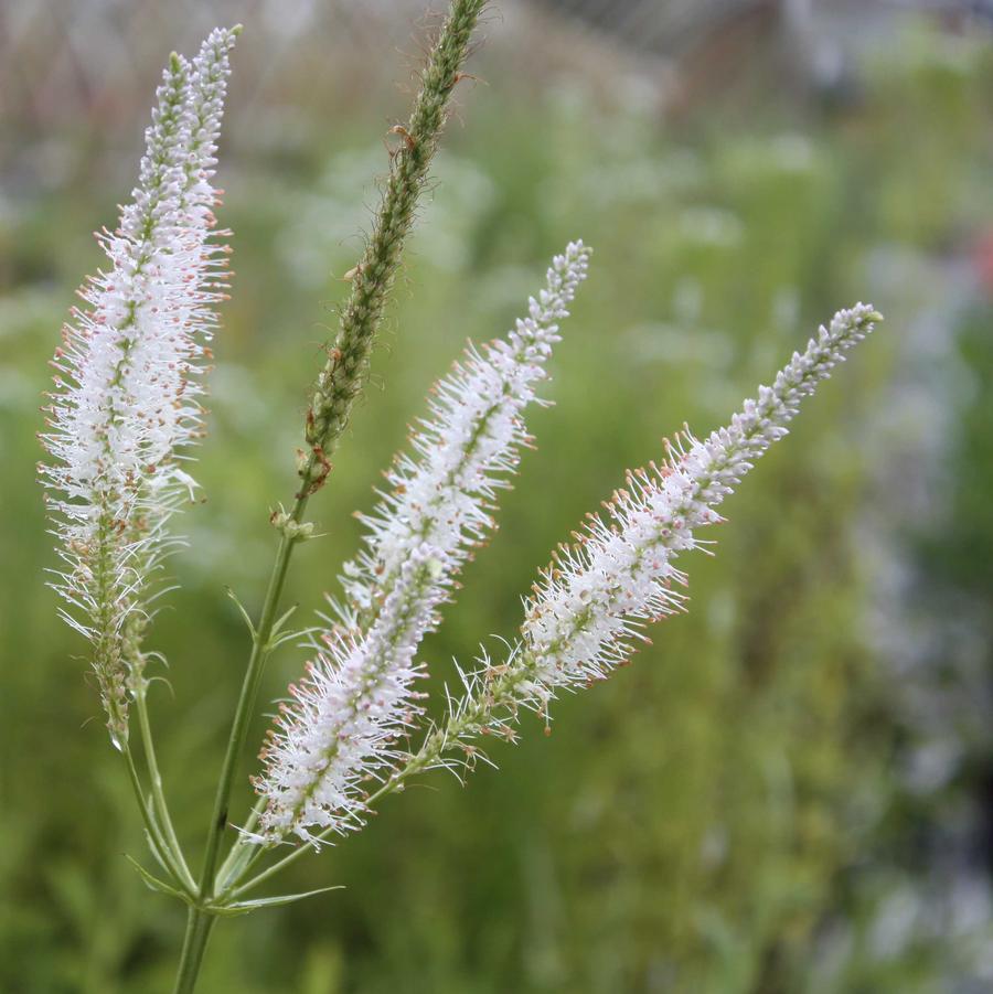 Veronicastrum virginicum - Culver's Root from Hoffie Nursery