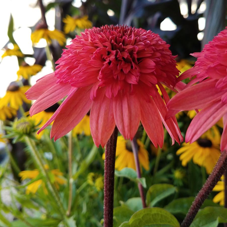 Echinacea purpurea Cone-fection 'Raspberry Truffle' - Double Coneflower from Hoffie Nursery