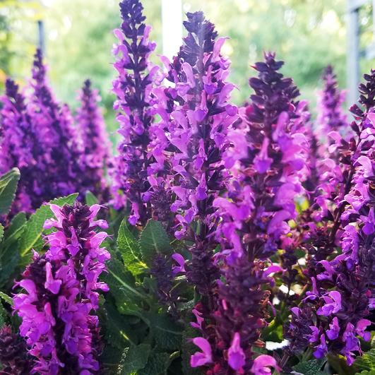 Salvia nemorosa 'Bumbleberry' - Hybrid Sage from Hoffie Nursery