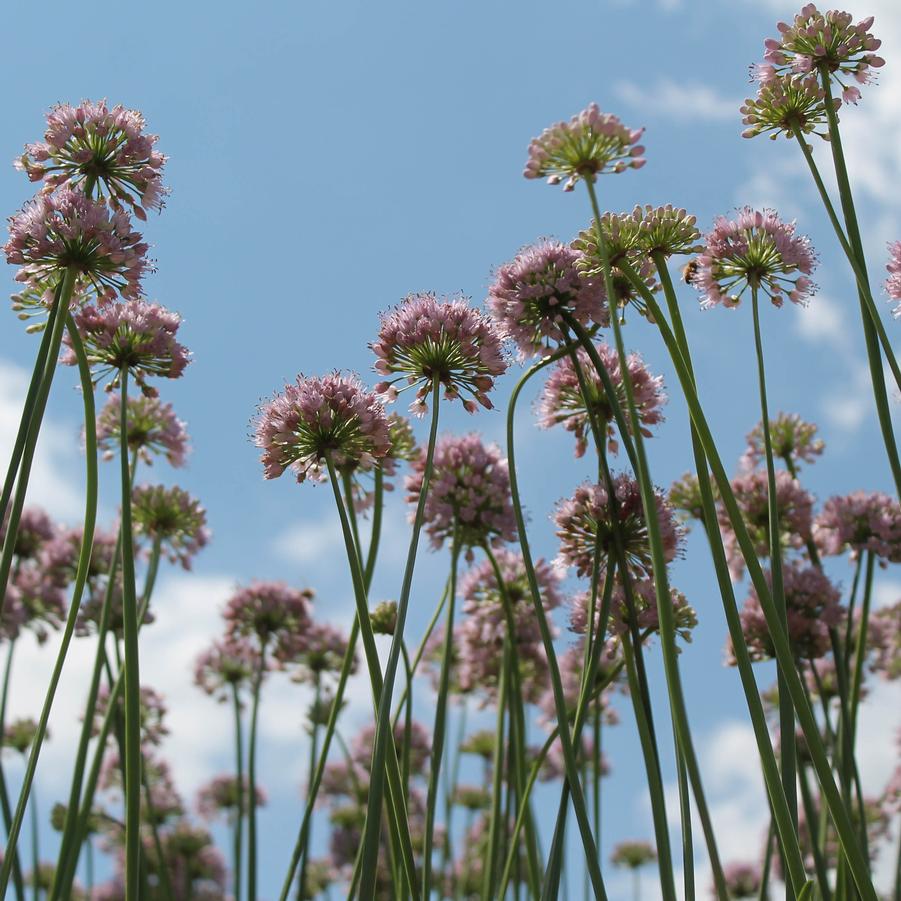 Allium 'Summer Beauty' - Ornamental Onion from Hoffie Nursery