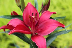 Lilium 'Tiny Ghost' - Dwarf Asiatic Lily from Hoffie Nursery