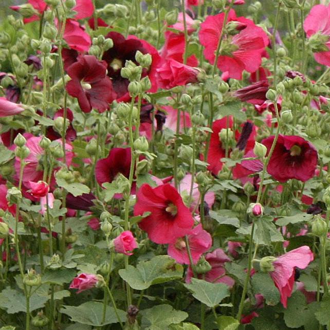 Alcea rosea 'Indian Spring' - Hollyhock from Hoffie Nursery