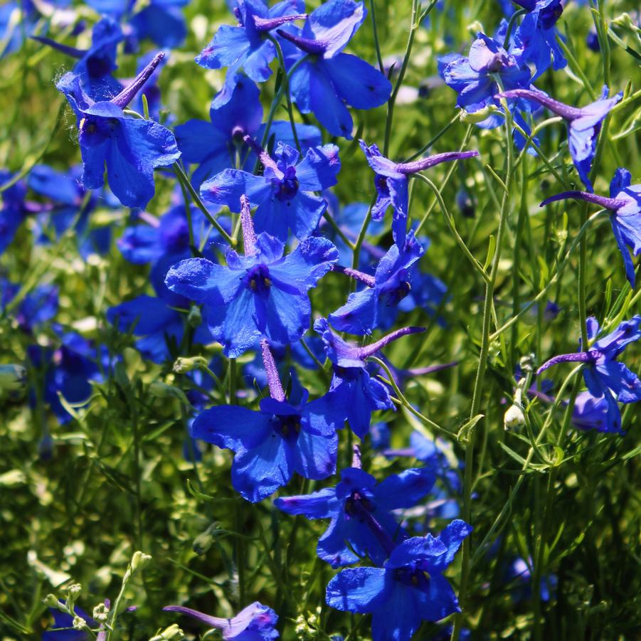 Delphinium grandiflorum 'Blue Butterfly' - Larkspur from Hoffie Nursery