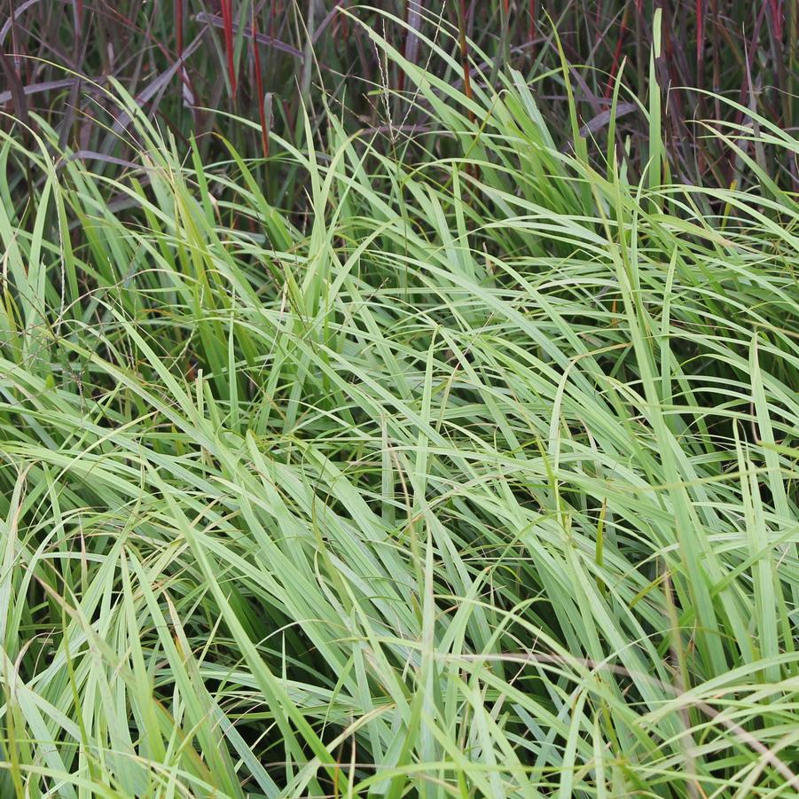 Calamagrostis arundinacea var. brachytricha 