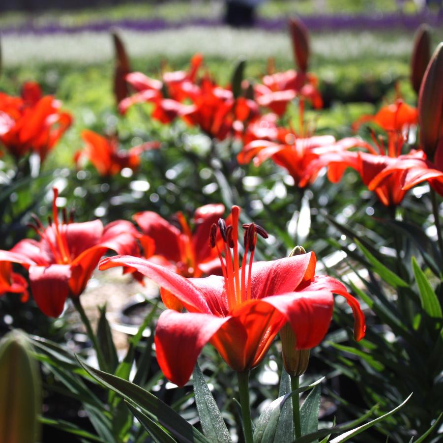 Lilium 'Matrix' - Asiatic Lily from Hoffie Nursery